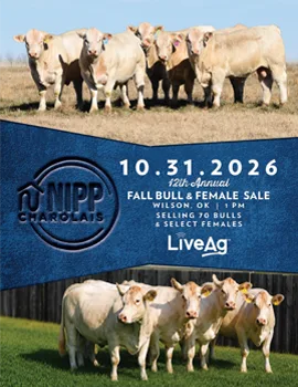 Nipp Charolais poster image