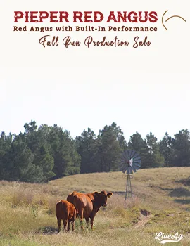 Pieper Red Angus poster image