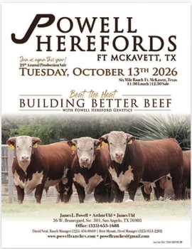 Powell Herefords Poster