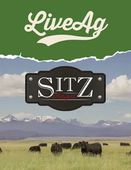 Fall Bull and Female Sale Poster