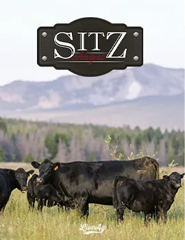 Sitz Angus poster image