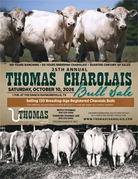 Thomas Charolais poster image